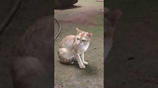 വാ ഒരു ഡോക്ടറെ കാണിക്കാം 😄😄😄😄#funnycats #cat #shortvideo #shortsfeed #shortsviral