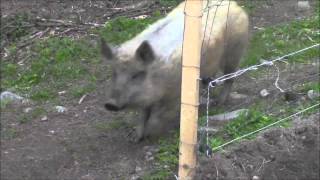 Villasika (Mangalica): uusi aitaus 9.5.2015