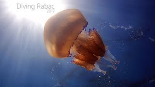 Diving Rabac - Croatia