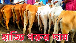 মিরশান্নী হাট থেকে শুকনো হাড্ডি গাই গরুর দর দাম সহ বিস্তারিত জানুন || কম দামে হাড্ডি গাই কিনুন ||