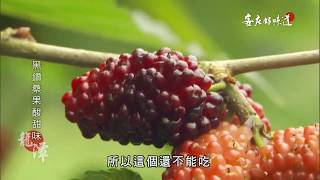 《客庄好味道》EP178：黑鑽桑果酸甜味 ( 桃園龍潭 桑葚緣觀光果園 )