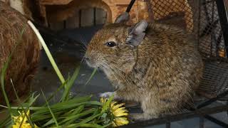 Curieux l'octodon qui fait comme les cochons d'inde