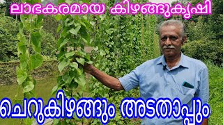 Cherukizhangu#agriculture#antony muniyara VIogs