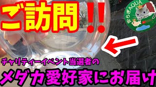 ご訪問‼️メダカ愛好家宅にお届け！お洒落なめだか屋外飼育【被災地応援プロジェクト.チャリティーイベント当選者】無人メダカ販売所の楊貴妃スワロー.極上夜桜.安らぎAQUAちゃんねる