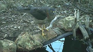 Australian native Brown Goshawk visiting wildlife pond.