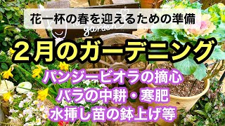 【春を迎える準備】パンジービオラの摘心・バラの中耕・寒肥・水挿し苗の鉢上げ・ユキヤナギの寒肥をまとめた動画です。#ガーデニング #japanesegardening #ビオラ #パンジー #バラ