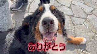 辛い犬生を楽しい思い出で埋め尽くしたビーちゃん