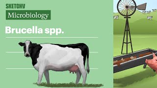 Brucella spp (Microbiology) | USMLE Step 1 | Sketchy Medical