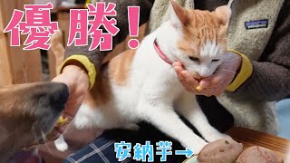 スタイリッシュに食い意地が張っている犬猫がマジで可愛いｗ