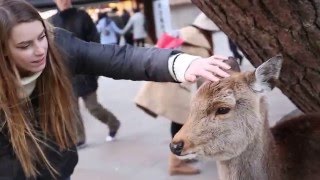 Nara, Japan's Deer Park // 鹿公園