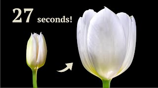 WHITE TULIPS BLOOMS IN 27 seconds (FAIL) | Time Lapse