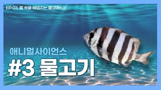 동물로 배우는 과학 수업, 애니멀 사이언스 EP 03. 물 속을 헤엄치는 물고기