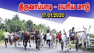 திருவாப்பாடி - பெரியமாடு 17-01-2020-Thiruvappadi Periyamadu Panthayam Amutham Studio