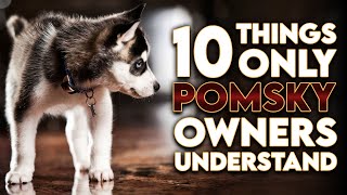 10 Things Only Pomsky Dog Owners Understand