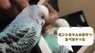 ミント①登場編　おしゃべり　セキセイインコ　ミントちゃん