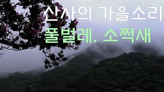산속 사찰의 가을소리 - 풀벌레, 소쩍새, 귀뚜라미, 목탁ㅣ자연의 소리 ASMR nature sounds in forest Temple Korea 힐링, 명상, 수면, 휴식