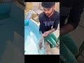 Shark fish agea Shehr main dihat