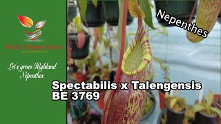 Nepenthes Spectabilis x Talengenisis BE 3769 (101)