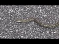 Japanese rat snake (アオダイショウ) in Tokyo city park