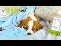 HOW TO GIVE YOUR PUPPY HIS FIRST (IMPERFECT) BATH! | Cavapoo Puppy: Muddy Paws & Tub Time!