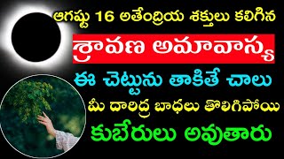 ఆగష్టు 16 అతేంద్రియ శక్తులు కలిగిన శ్రావణ అమావాస్య ఈ చెట్టును తాకితే చాలు మీ దారిద్ర బాధలు Amavasya