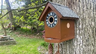 🐦‍⬛Cuckoo Clock 🕰️ Birdhouse 🏠Restoration @watchesandwheels2093