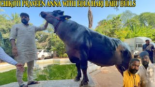 #Chikoti Praveen Anna With Sri Krishna Champion Bull | Musheerabad Edla Hari Babu #Yadav #Sadar 2022