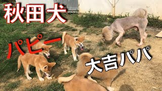 Akita dog puppy army Daikichi hardens when approaching