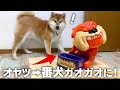 大好きなオヤツを番犬ガオガオに入れた時の柴犬のリアクションが可愛すぎました。