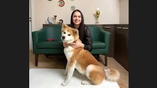 ザギトワ＆愛犬マサル、ロシアからリモート出演（発表会 エアウィーヴ／アリーナ・ザギトワ マサル 高梨沙羅 ）