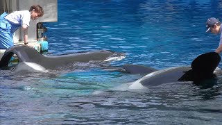 シャチ　アースくんとリンちゃん　朝のご挨拶のようです　【名古屋港水族館】Killer whale Port of Nagoya Public Aquarium