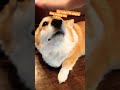 so cute i’m angry😡 dog memes funny cuteness corgicrew corgi