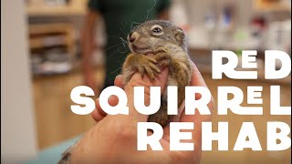 Rehabilitating Squirrels are Seriously Cute!