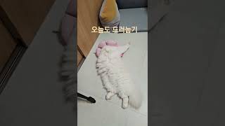 고양이 드러눕기 일상