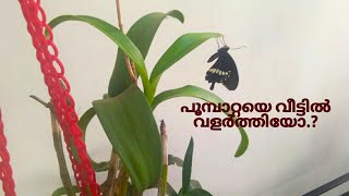 ഒരു പൂമ്പാറ്റക്കഥ ||Thank you so much Aditri and Family