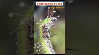 සතුන්ව ආහාරයට ගන්නා ශාක | This plant EATS animals