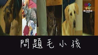 獨立特派員 第535集 (問題毛小孩)