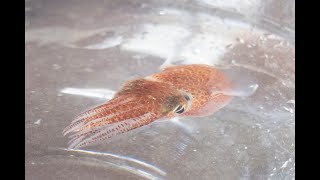 Squid in space; for NASA research