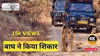 #ranthambore  बाघ ने  किया  शिकार | Bumper Tiger Sighting In Ranthambore | Sultana and Noor Tigress