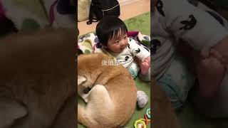 柴犬と頑固者#shorts