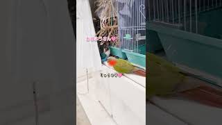 ボタンインコ　ウロコインコ　今朝の様子　ぶるぼん体重測定