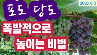 포도 당도 높이는 방법