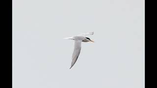 Day 5 of our holiday ( Rspb medmerry & Pagham harbour #holiday #rspb #cuckoo