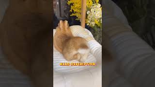 The Bunny Name Basket Picking The Perfect Name
