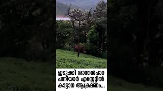 ഇടുക്കി ശാന്തൻപാറ പന്നിയാർ എസ്റ്റേറ്റിൽ കാട്ടാന ആക്രമണം...