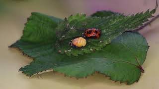 Harlequin Ladybird lava metamorphism into pupa