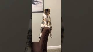 So cute cat 🐈 #am #gallery #cat #funny #youtubeshort #memes