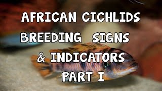 AFRICAN CICHLIDS │BREEDING│ SIGNS│INDICATORS│PARTI