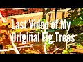 Last Video of My Original Fig Trees 11-07-15 (High Density Espalier Gardener)