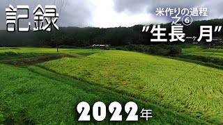 [2022年 米作りの一年の流れ]⑥、米作り 手順、稲作 前回投稿後の一ヶ月の”成長”のタイムラプス、期間中 台風14号 に見舞われ 素人目線（見える範囲）の 米の作り方、窓から見る和やかな労働風景